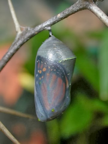 Resultado de imagen para el capullo y la mariposa