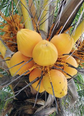 pohon kelapa gading kuning order segera Binjai