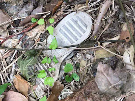 forest, shoe, sole, Okinawa