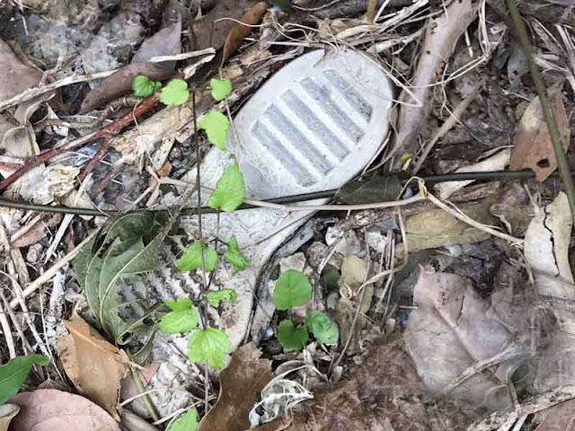 forest, shoe, sole, Okinawa