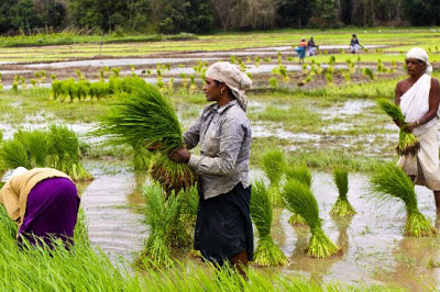 Agricultores de India consiguen récords en cosechas de arroz sin transgénicos y pesticidas