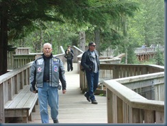 Looking for bear at salmon stream