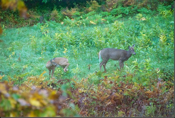 Bill Cheeseman_deer