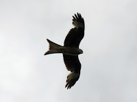 Red Kite (Foxton)