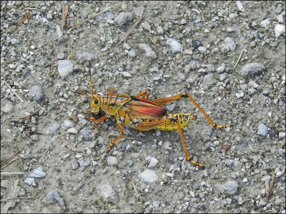 Eastern Lubber Grasshopper Insect Bug (1)