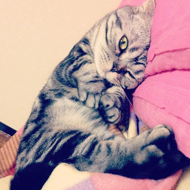 Shishi-Maru is a Scottish Fold cat from Instagram, cute cat pictures, famous Instagram cat