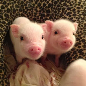 Funny animals of the week - 6 December 2013 (35 pics), two cute mini pig
