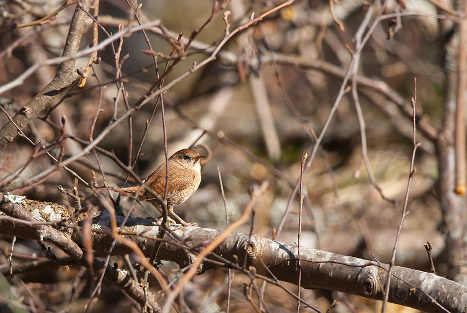 Käblik, Troglodytes troglodytes, Northern Wren, common, Eurasian, Nannus