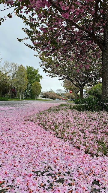 Cherry Blossom and petals on the ground