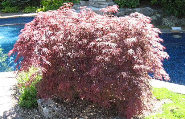 weeping japanese maple