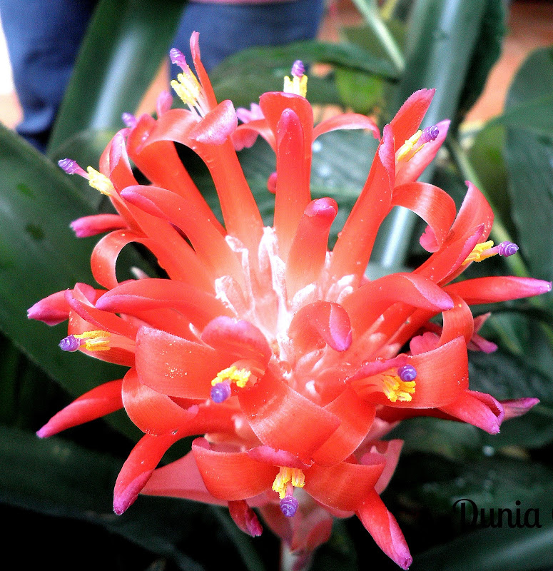 Tip "n" Cara Tanam Bunga Bromeliad