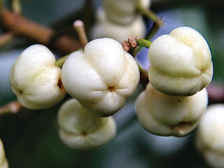 Lemon Aspen Fruit pictures