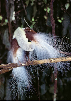 Emperor Bird of Paradise, Paradisaea Guiliemi,Bird of paradise, Paradisaeidae Family. 