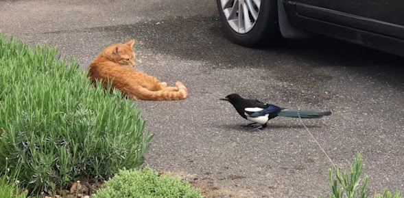 Why do magpies hound domestic cats when they are non-aggressive?