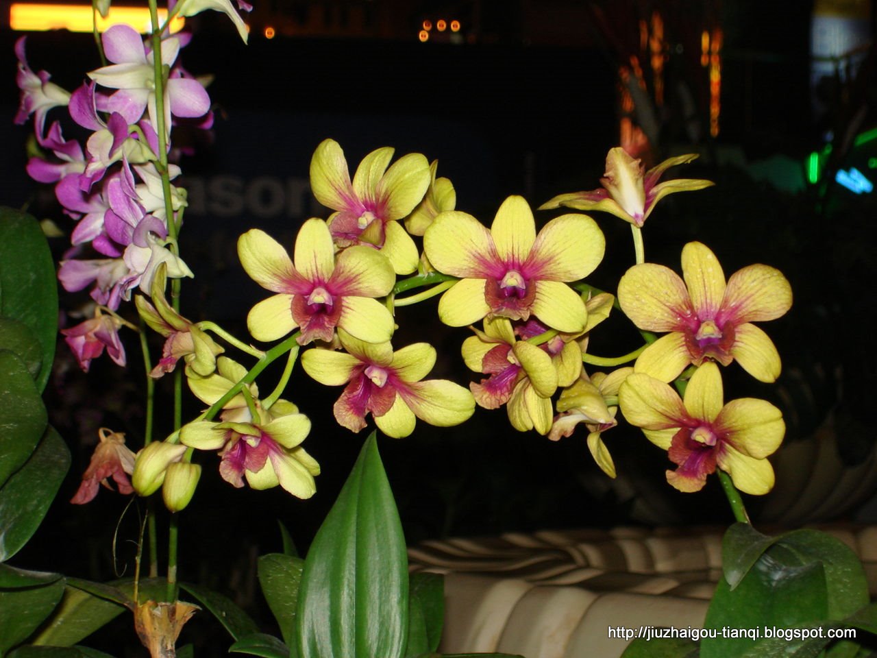 兰花-花:hua-09020511453404