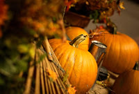 Animated Thanksgiving Pumpkins