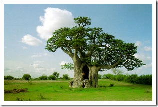 baobab-2