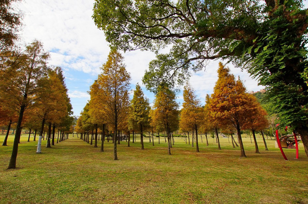 桃園大溪河濱公園落羽松森林、裝置藝術、慢壘場，休閒運動好去處