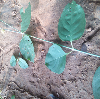 FOREST BURR LEAVES - ஒட்டொட்டி இலைகள்