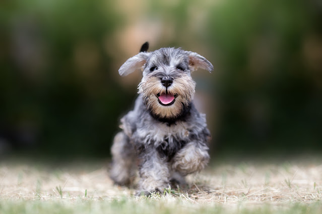 A happy Miniature Schnauzer puppy runs across the grass towards the camera