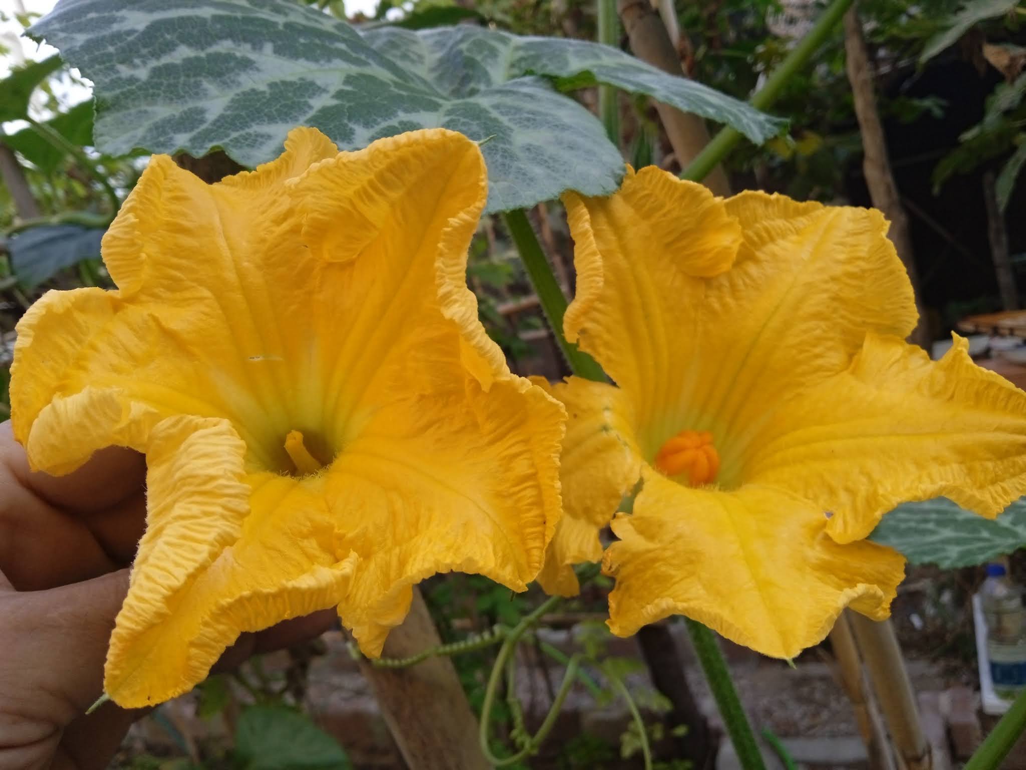 Hand pollinating squash flowers isn’t a difficult task, but it can be tedious. The first important step of hand pollination is to make sure your squash plants are producing both male and female flowers.