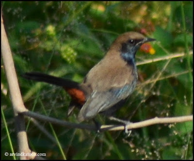 Indian Robin