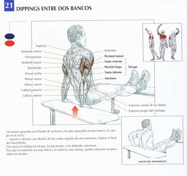 EJERCICIOS PARA TRICEPS