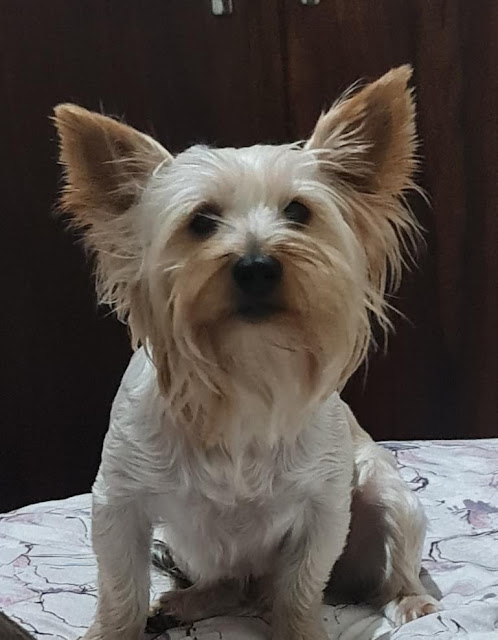 2 year old Male Yorkshire Terrier