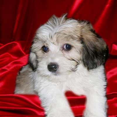 Maltese puppy