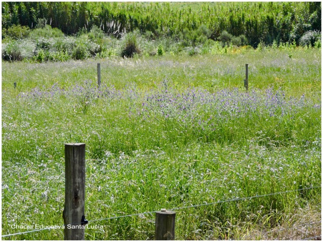 Pradera florecida - Chacra Educativa Santa Lucía