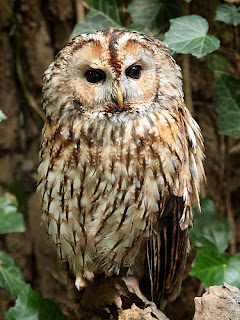 birdwatching spain