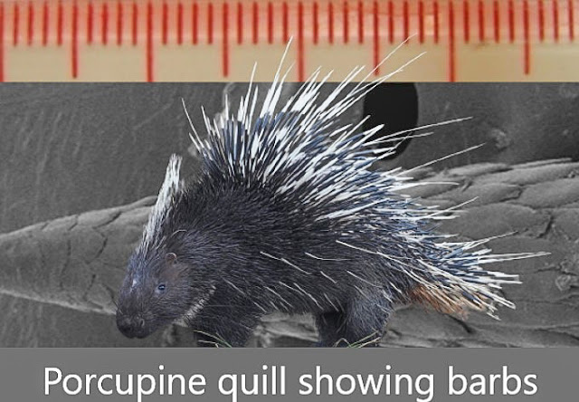 Porcupine and a quill showing the barbs