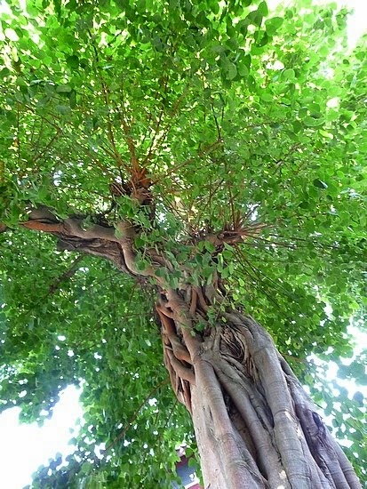 Bodhi tree