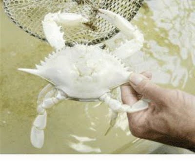 Albino Crab