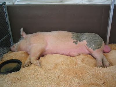 Sleepy piggy...