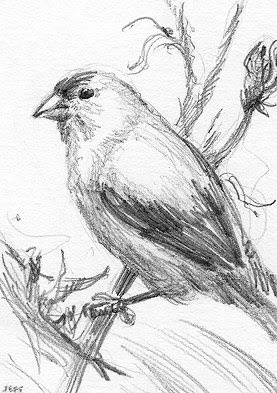 ACEO yellow goldfinch sketch