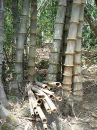 gubukbambu Jual bambu  PETUNG 