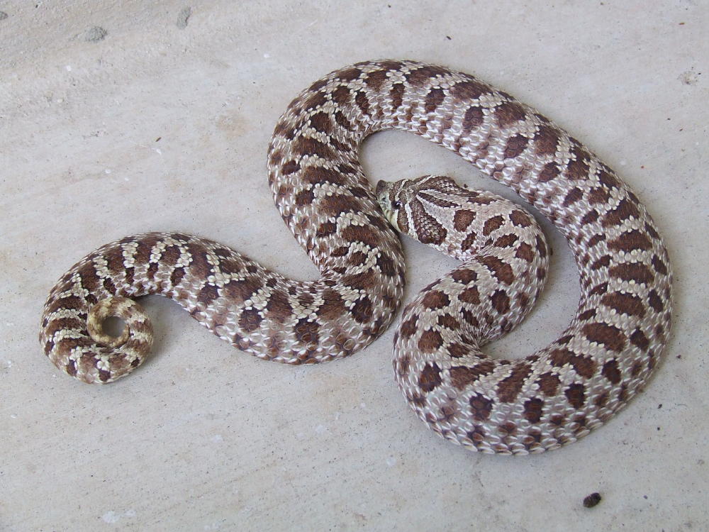 Western Hognose Snake, Hognose Snake