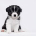 Puppies in danger