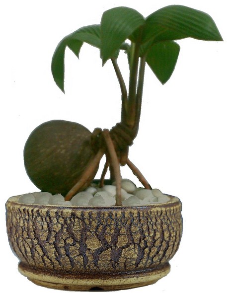 Cara Membuat Bonsai Pohon Kelapa: Mini & Bercabang: BEGINI 