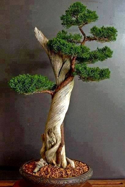 Foto Pohon Bonsai yang Mengagumkan Fakta Info Berita 