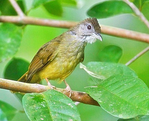 Berbagai Jenis Burung Cucak Yang Hampir Mirip Dengan Cucak ...