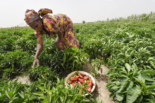 Galardonado con el Premio Mundial del Alimentos hace avances para los agricultores africanos.