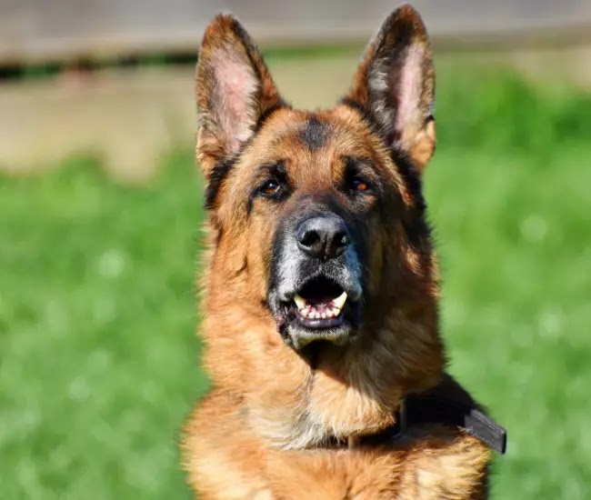 Golden Shepherd Dog