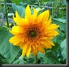 Sunflowers by Here I Am/Carrie