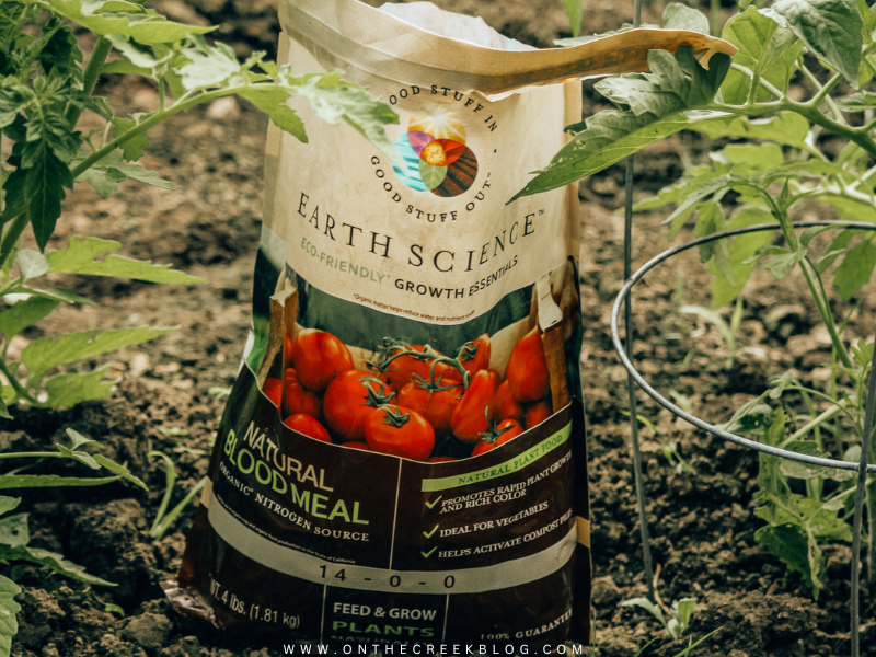 using natural blood meal on tomato plants | on the creek blog // www.onthecreekblog.com