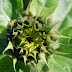 More sunflower photos from the garden