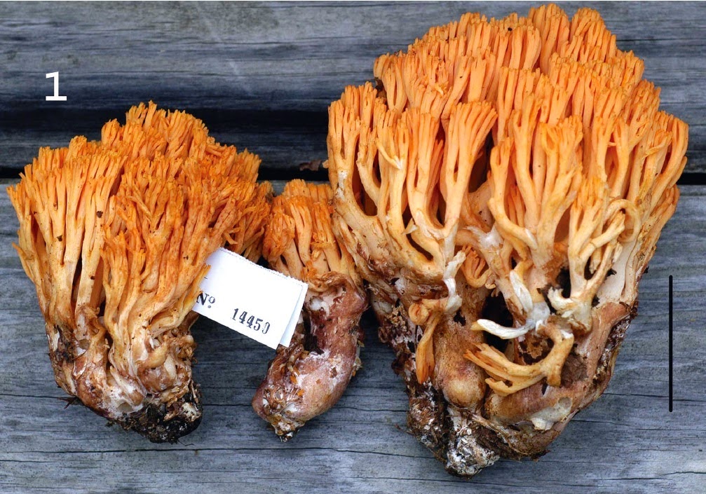 http://sciencythoughts.blogspot.co.uk/2014/11/two-new-species-of-coral-fungi-from.html