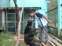 The companionship with sun bear