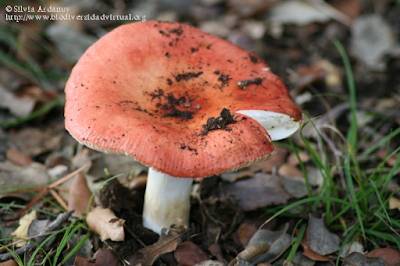 http://www.biodiversidadvirtual.org/hongos/Russula-maculata-Quel.-1878-img95827.html